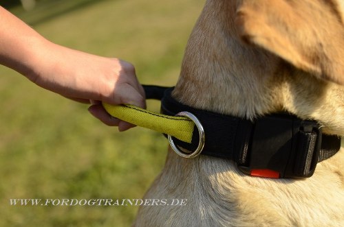 Festes Hundehalsband aus Nylon für Labrador