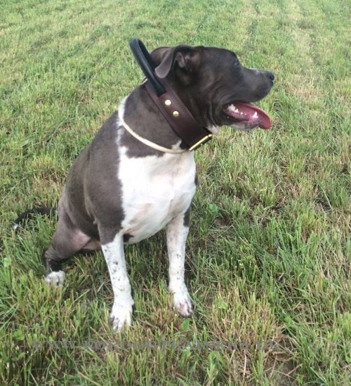 Coco Pitbull Terrier Halsband aus Leder
doppellagig