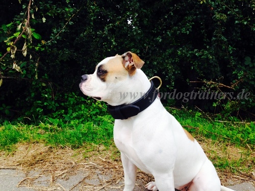 Leder Hundehalsband für Amerikanische Bulldogge kaufen