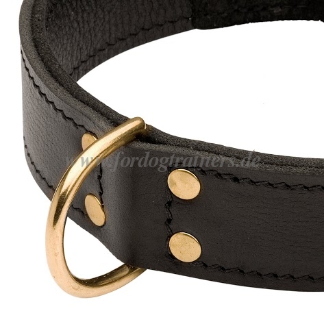 Halsband für Amerikanische Bulldogge