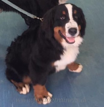 Berner Sennenhund! Herrliches Angebot!