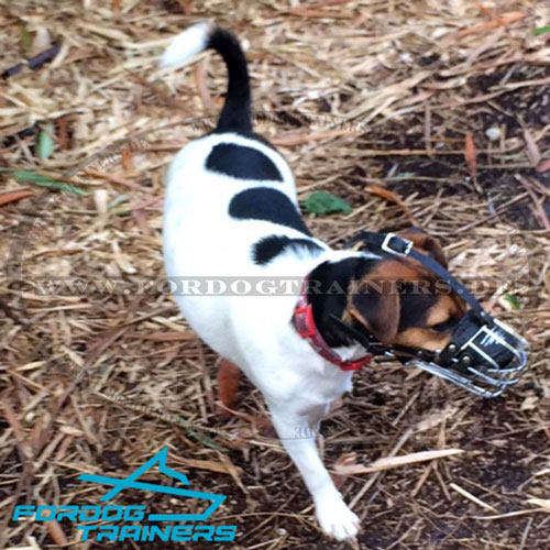 Bequemer Drahtmaulkorb für Jack Russel Terrier