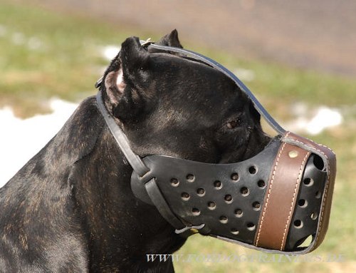Cane Corso leather dog muzzle buy