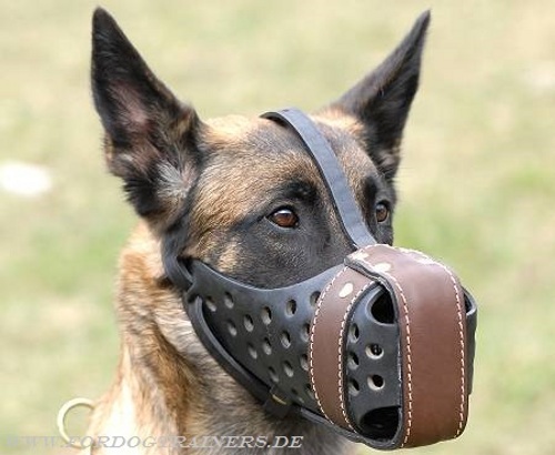 Malinois leather dog muzzle buy