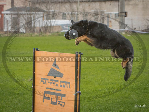 Fordogtrainers Sprunghürde für Hundeausbildung und Sport