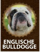 English Bulldog