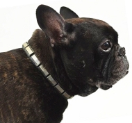 Hundehalsband Leder für Französischen Bulle mit Messingplatten