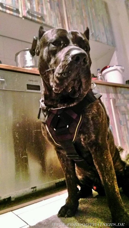 Dogo Canario Geschirr mit Brustplatte