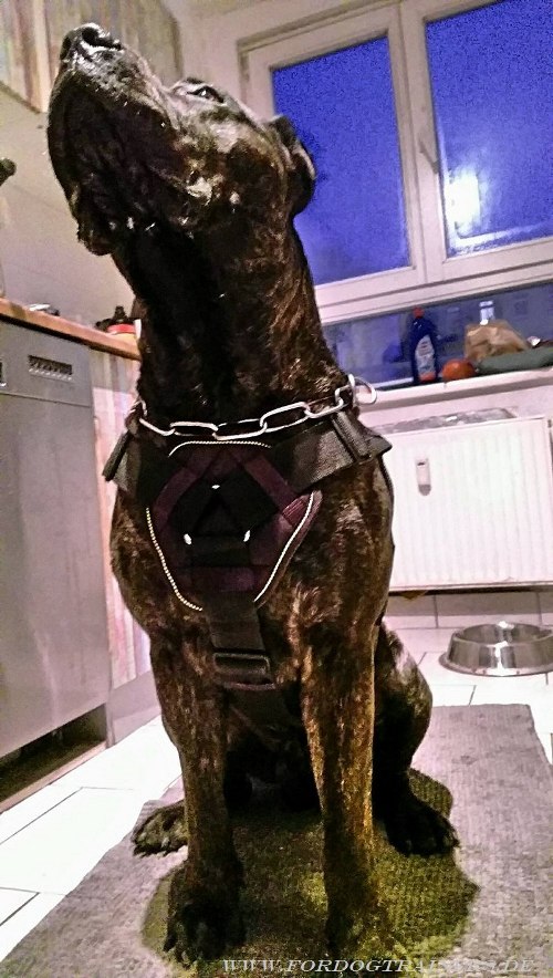 Dogo Canario Hundegeschirr mit Brustplatte