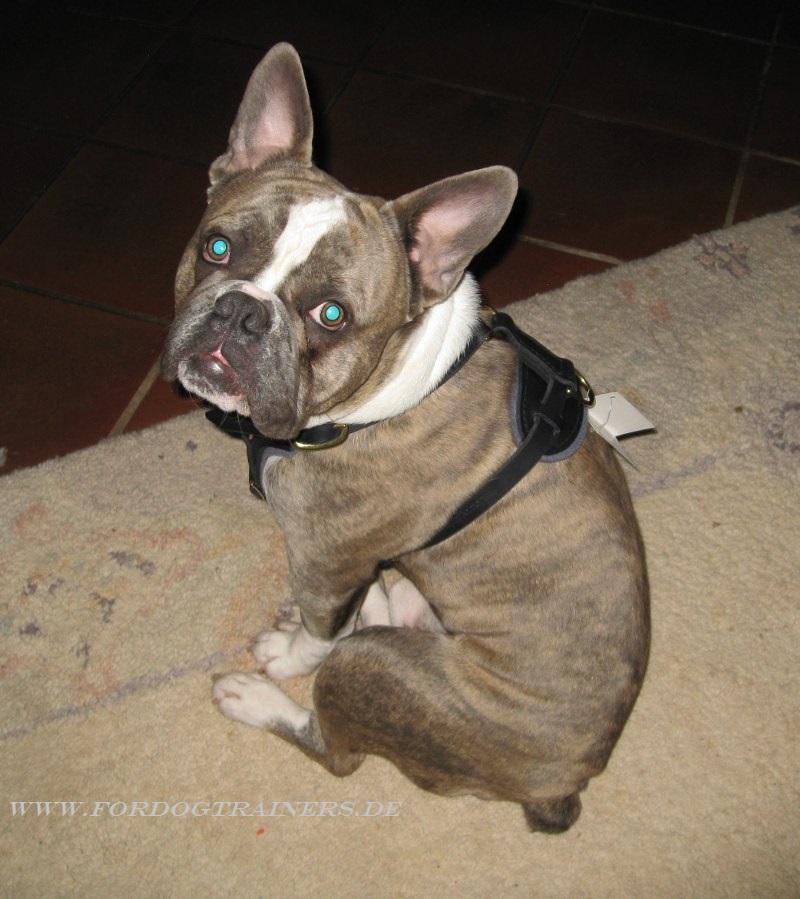 Training Geschirr für Französische Bulldogge €599 ~ Training Geschirr für Französische Bulldogge €599 ~ Geschirr Französische Bulldogge