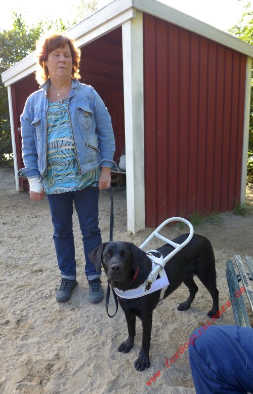 Blindenführhundgeschirr mit Handschlaufe für Labrador
