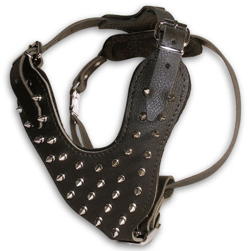 Spiked leather harness for Pitbull