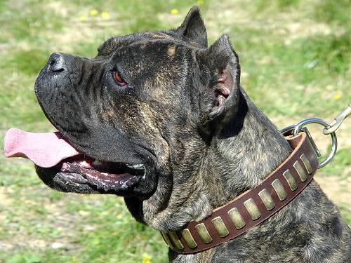 Leather dog collar with brass plates for Cane Corso