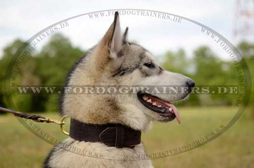 Husky Halsband | Hundehalsband Leder für Husky Training ✯