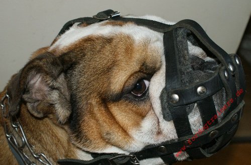 Dog Muzzle Leather Padded | English Bulldog Muzzle Individually