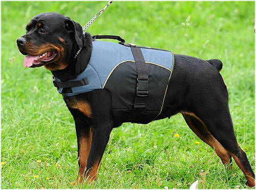 Nylon dog harness