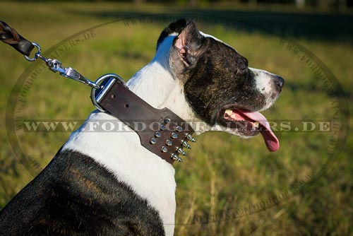Nieten Halsband mit Nickelspikes für Pitbull Terrier