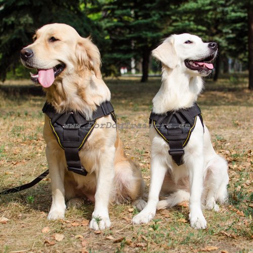 Sattelgeschirr für Labrador mit Brustplatte | Hundegeschirr NEU