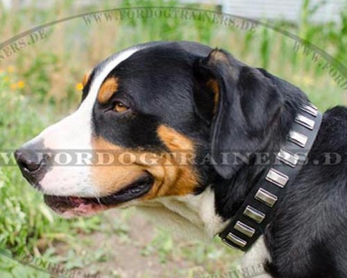 Stillvolles Halsband für Schweizer Sennenhund mit den Platten