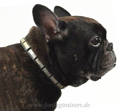 Hundehalsband Leder für Französischen Bulle mit Messingplatten