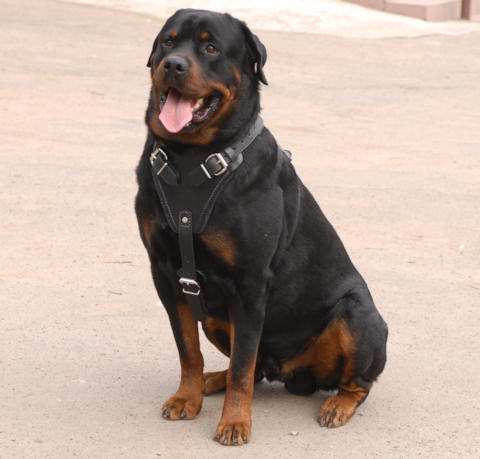 Bestseller! Rottweiler Bester Hundegeschirr aus Leder für Hunde-Ausbildung