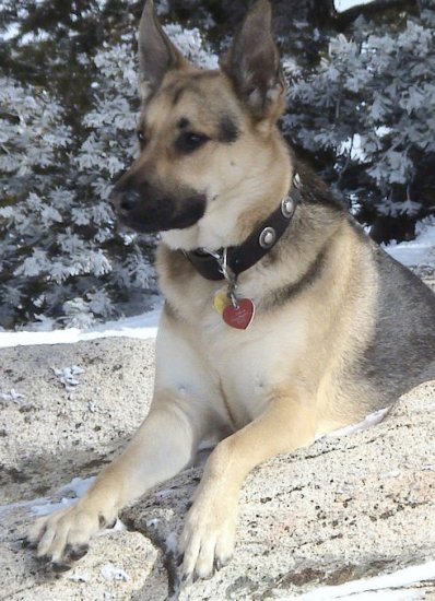 Hundehalsband Leder mit Silber-Concho, Deutscher Schäferhund