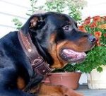 Handgefertigtes geflochtenes Rottweiler Hundehalsband aus Leder