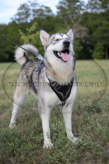 Leder- Geschirr für Malamute | Stacheldraht Design Brustgeschir - zum Schließen ins Bild klicken