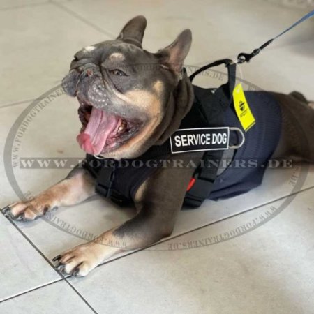 Dog Harness French Bulldog with Patches, Training