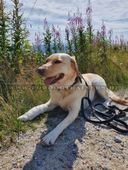 Handcrafted leather dog leash for walking/tracking, 20mm