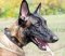 Malinois Exclusives Halsband mit Konchen|Halsband aus Leder