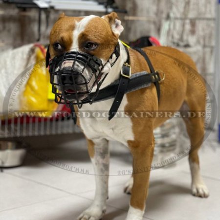 Jogging Harness of Leather for Amstaff