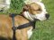 Jogging Harness of Leather for Amstaff