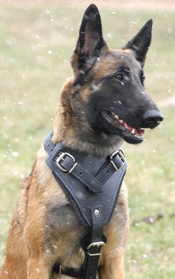 Hundegeschirr aus Leder für Malinois - zum Schließen ins Bild klicken