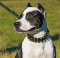 Pitbull Terrier Hundehalsband mit Nieten-Spikes