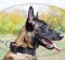 Universal Nylon Collar for Malinois with Quick Release Buckle