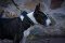 Bullterrier Hundehalsband mit Spikes-Design