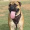 Bullmastiff Hunde Geschirr K9