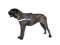 Nylon reflektierendes Mehrzweck Hundegeschirr, Cane Corso