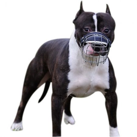Best wire dog muzzle perfect for Amstaff