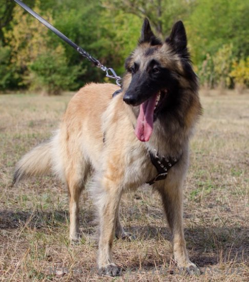 Tervueren Hundegeschirr mit Nieten-Spikes