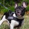 Dog Harness French Bulldog with Patches, Training