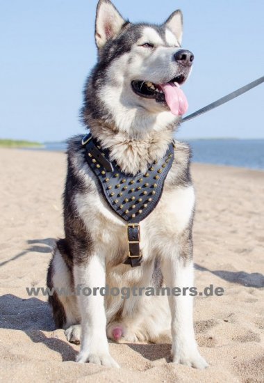 Goldfarbiges Geschirr | Hundegeschirr mit Messing-Nieten-Spikes