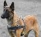 Malinois Lauf- Such- Zug- Hundegeschirr aus Leder