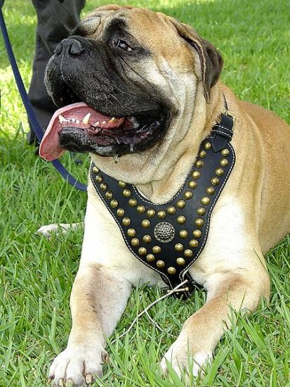 Bullmastiff Edles mit Nieten Hundegeschirr aus Leder