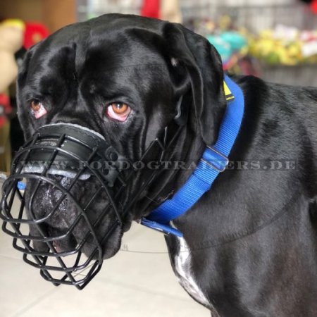 Draht Maulkorb für Cane Corso, bedeckt von schwarzem Gummi