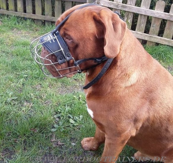 Wire Dog Muzzle for Dogue de Bordeaux