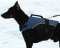 Dobermann Outdoor dog harness for tracking H13