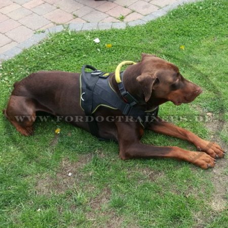 Geschirr aus Nylon Dobermann für Sport K9 ❺