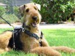 Bestseller Airedale Terrier Hundegeschirr aus Leder